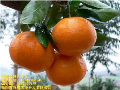 眉山青見(jiàn)苗價(jià)格,眉山青見(jiàn)苗批發(fā),眉山青見(jiàn)苗特點(diǎn)